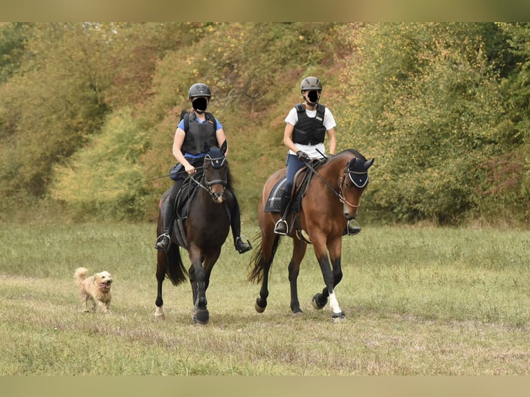 Baden Württemberger Ruin 5 Jaar 163 cm Bruin in Gengenbach