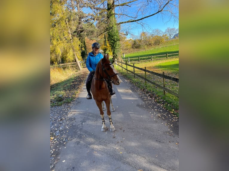 Baden Württemberger Ruin 5 Jaar 164 cm Vos in Unterseen