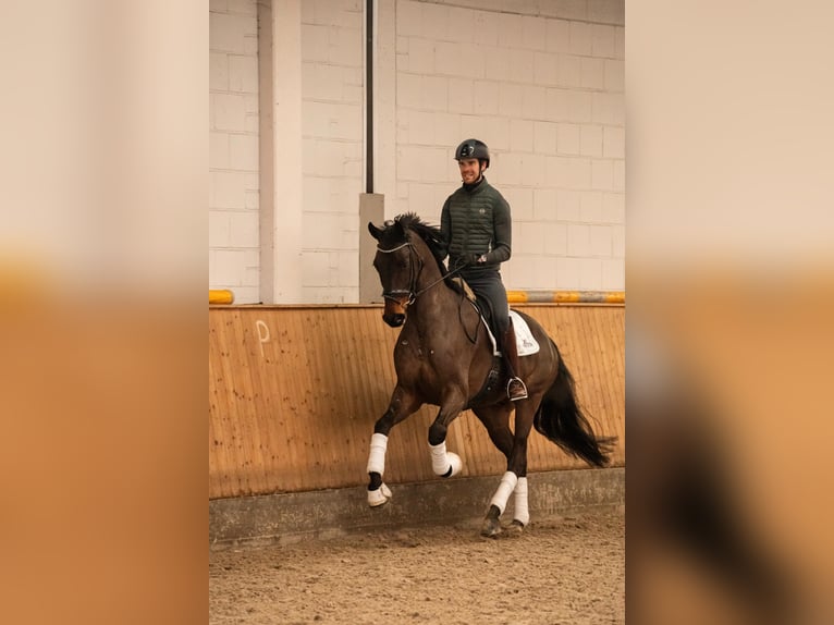 Baden Württemberger Ruin 5 Jaar 171 cm Bruin in Dinslaken