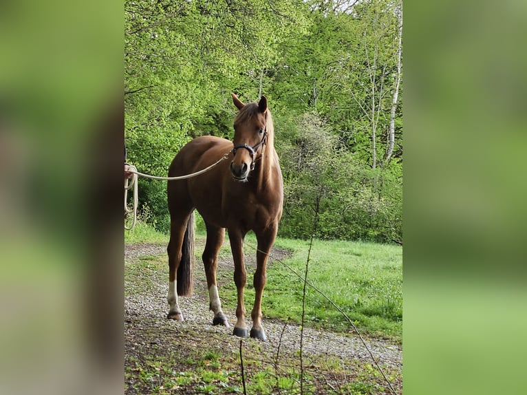 Baden Württemberger Ruin 6 Jaar 175 cm Donkere-vos in W&#xF6;rthsee