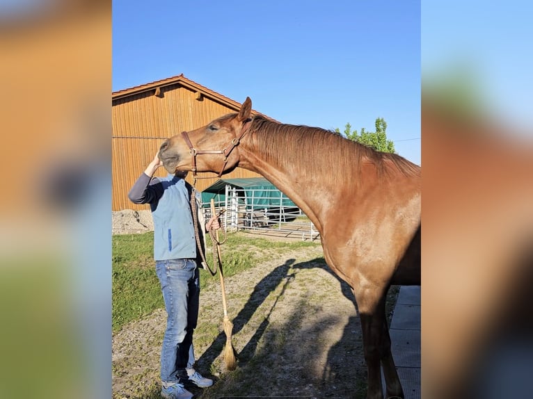 Baden Württemberger Ruin 6 Jaar 175 cm Donkere-vos in W&#xF6;rthsee