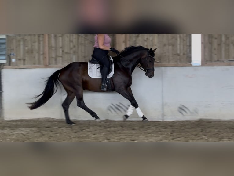 Baden Württemberger Ruin 7 Jaar 170 cm Donkerbruin in Zeilarn