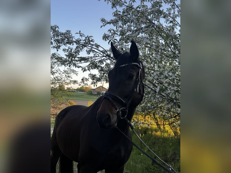 Baden Württemberger Ruin 7 Jaar 171 cm Donkerbruin in Marktl