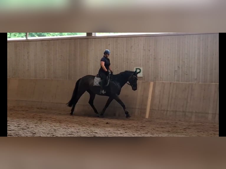 Baden Württemberger Ruin 7 Jaar 172 cm Donkerbruin in T&#xFC;bingen