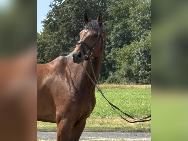 Baden Württemberger Ruin 8 Jaar 173 cm Bruin in Ehingen an der Donau
