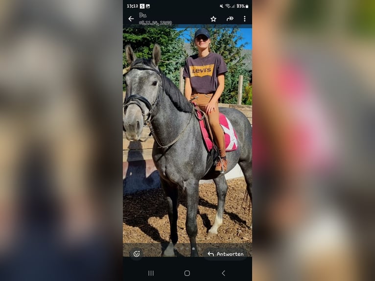 Baden Württemberger Stallone 5 Anni 166 cm Grigio ferro in Steinheim am Albuch