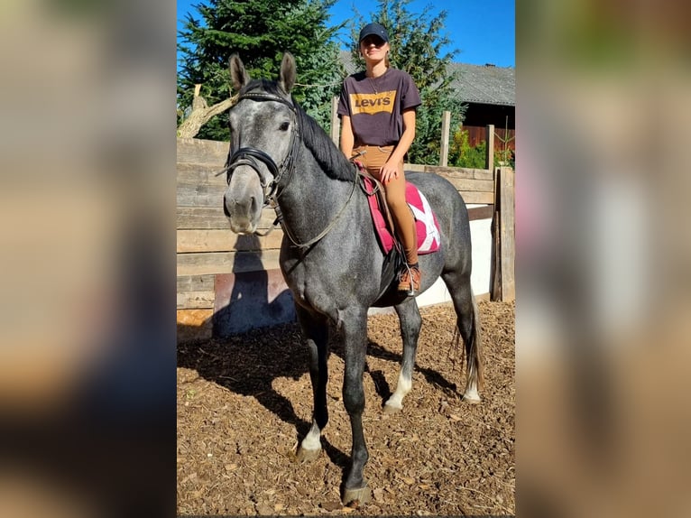 Baden Württemberger Stallone 5 Anni 166 cm Grigio ferro in Steinheim am Albuch