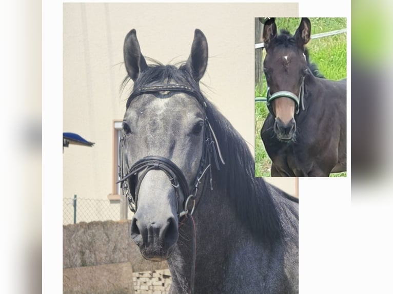 Baden Württemberger Stallone 5 Anni 166 cm Grigio ferro in Steinheim am Albuch