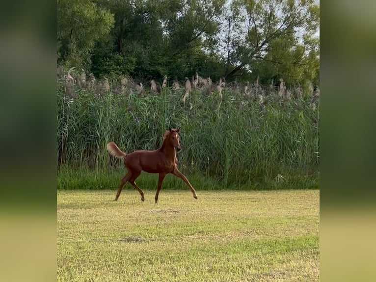 Baden Württemberger Stallone Puledri (04/2025) 135 cm Sauro in Neuhof an der Zenn