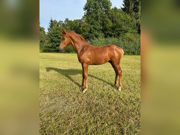 Baden Württemberger Stallone Puledri (04/2025) 135 cm Sauro in Neuhof an der Zenn