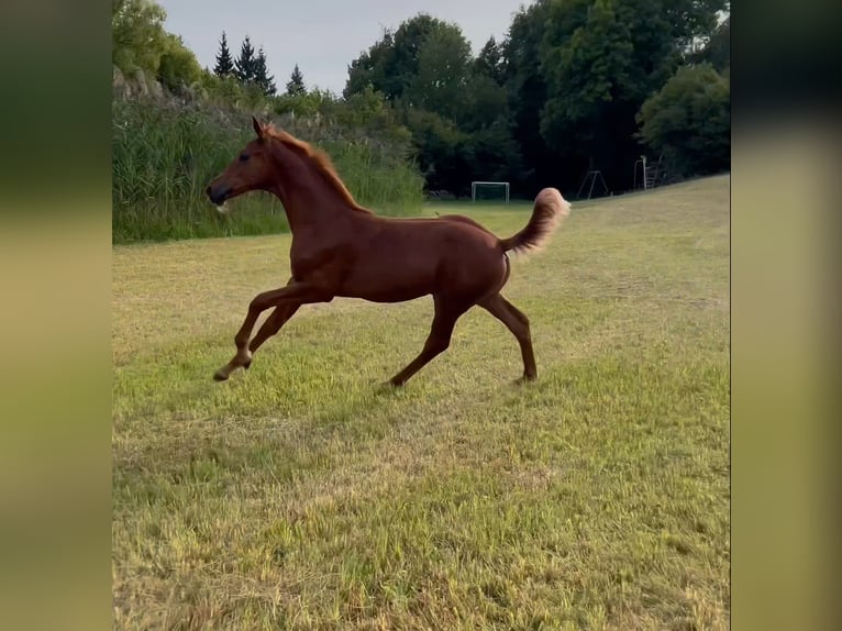 Baden Württemberger Stallone Puledri (04/2025) 135 cm Sauro in Neuhof an der Zenn