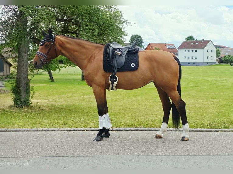 Baden Württemberger Stute 10 Jahre 177 cm Brauner in Crailsheim