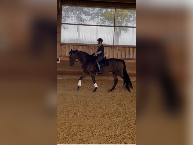 Baden Württemberger Stute 11 Jahre 167 cm Brauner in Burgau