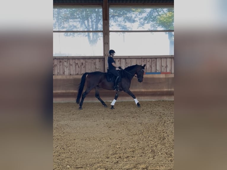Baden Württemberger Stute 11 Jahre 167 cm Brauner in Burgau