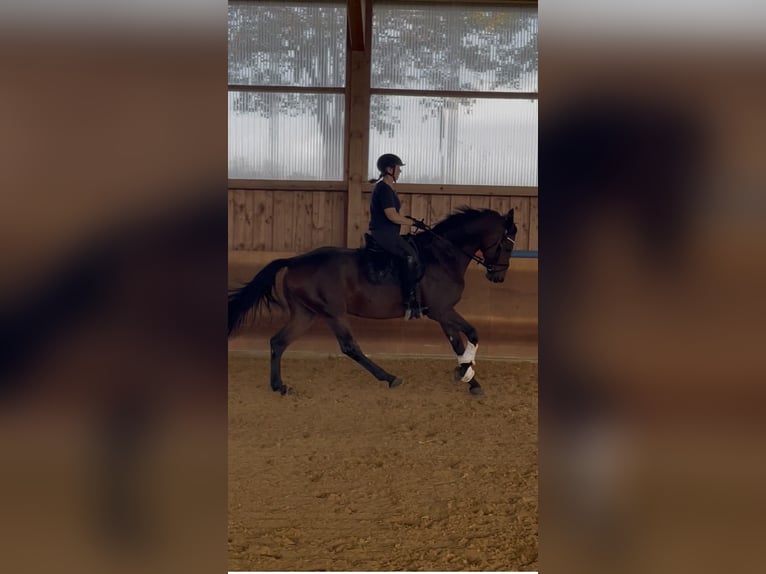 Baden Württemberger Stute 11 Jahre 167 cm Brauner in Burgau