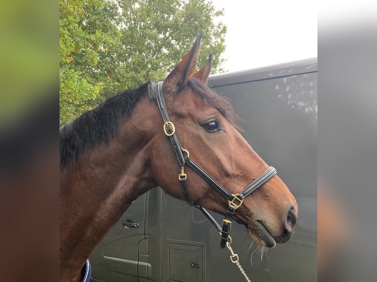 Baden Württemberger Stute 11 Jahre 172 cm Brauner in Korntal-M&#xFC;nchingen