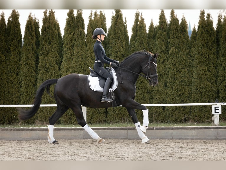Baden Württemberger Stute 12 Jahre 174 cm Rappe in Renningen