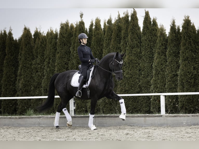 Baden Württemberger Stute 12 Jahre 174 cm Rappe in Renningen