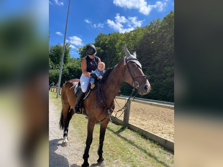 Baden Württemberger Stute 12 Jahre 180 cm Brauner in Du&#xDF;lingen