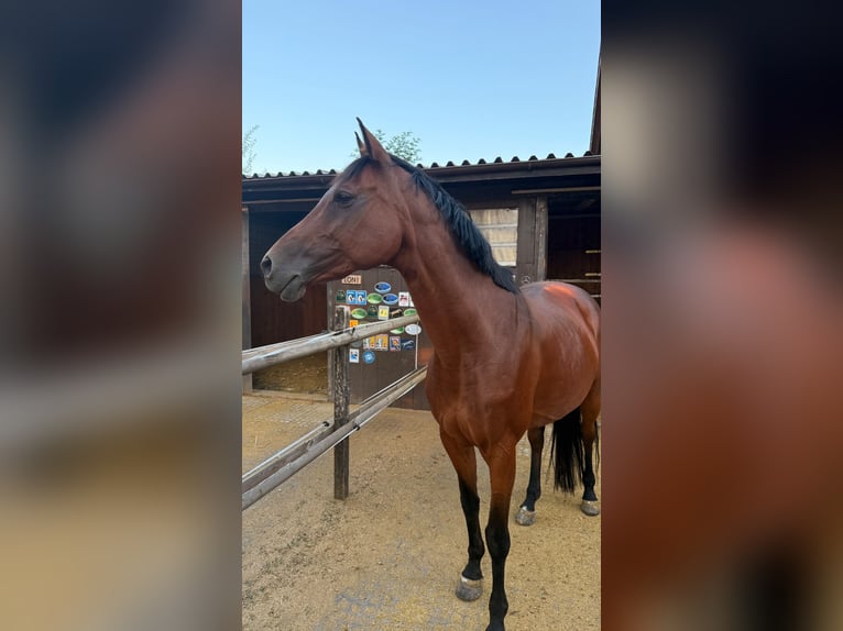 Baden Württemberger Stute 13 Jahre 160 cm Brauner in Waldhäusern AG