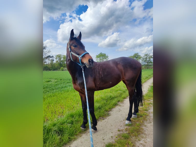 Baden Württemberger Stute 13 Jahre 167 cm Brauner in Bensheim