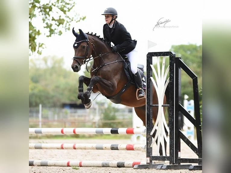 Baden Württemberger Stute 13 Jahre 167 cm Brauner in Bensheim