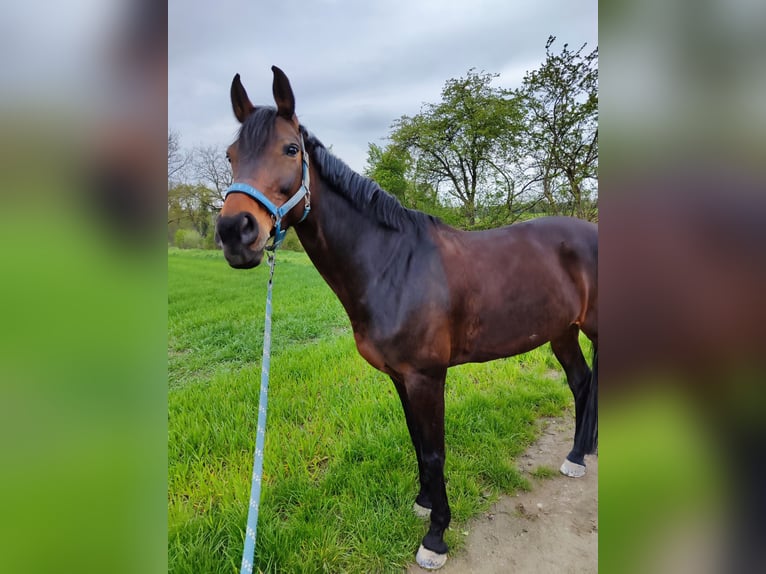 Baden Württemberger Stute 13 Jahre 167 cm Brauner in Bensheim