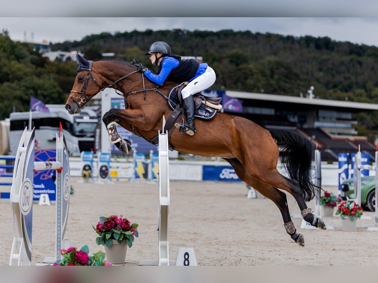 Baden Württemberger Stute 13 Jahre 170 cm Brauner in Prag