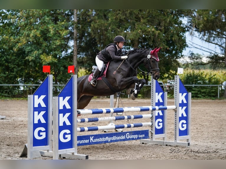 Baden Württemberger Stute 14 Jahre 168 cm Brauner in Jettingen-Scheppach