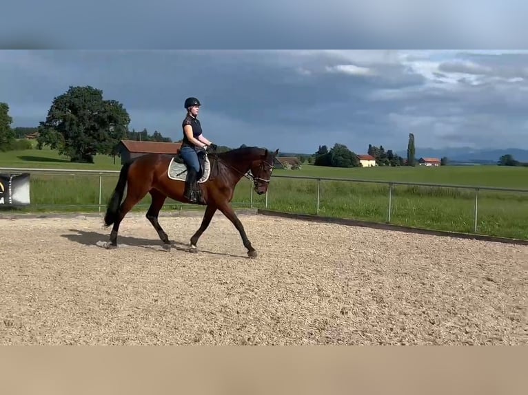 Baden Württemberger Stute 14 Jahre 178 cm Dunkelbrauner in Dietmannsried