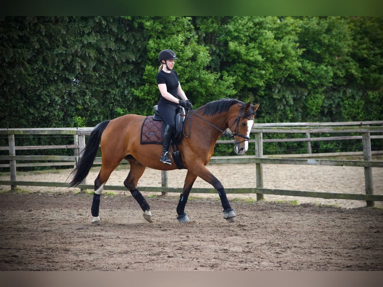 Baden Württemberger Stute 15 Jahre 165 cm Brauner in Wunstorf