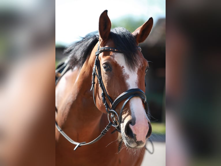 Baden Württemberger Stute 15 Jahre 165 cm Brauner in Wunstorf