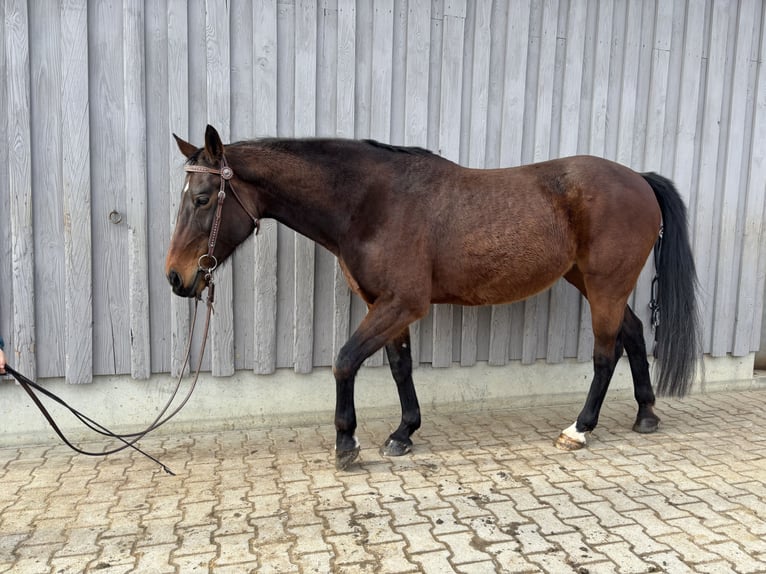 Baden Württemberger Stute 16 Jahre 168 cm Brauner in Grünenbach