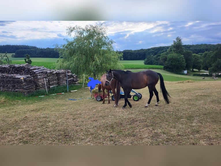 Baden Württemberger Stute 16 Jahre 168 cm Dunkelbrauner in K&#xF6;nigheim