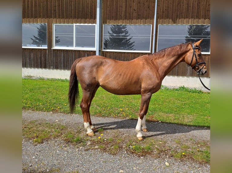 Baden Württemberger Stute 16 Jahre 169 cm Fuchs in Rot an der Rot