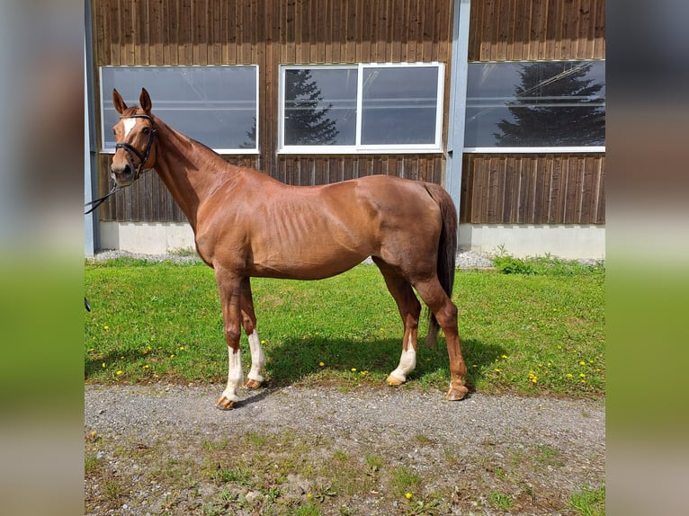 Baden Württemberger Stute 16 Jahre 169 cm Fuchs in Rot an der Rot