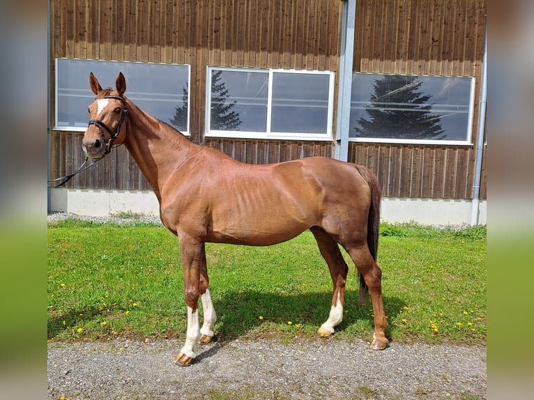 Baden Württemberger Stute 16 Jahre 169 cm Fuchs in Rot an der Rot