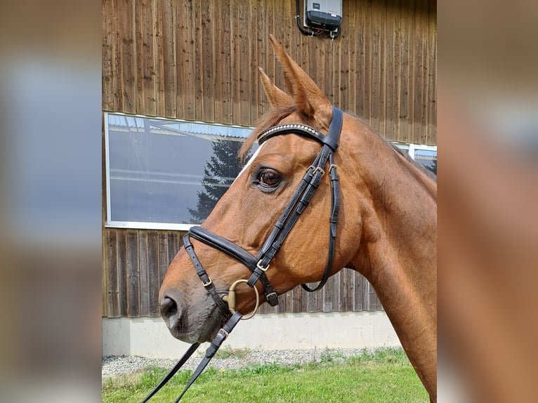 Baden Württemberger Stute 16 Jahre 169 cm Fuchs in Rot an der Rot