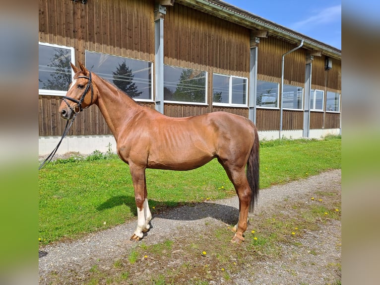 Baden Württemberger Stute 16 Jahre 169 cm Fuchs in Rot an der Rot