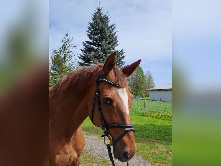 Baden Württemberger Stute 16 Jahre 169 cm Fuchs in Rot an der Rot