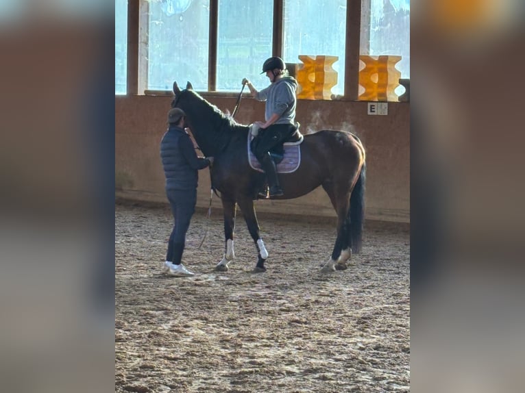 Baden Württemberger Stute 17 Jahre 170 cm Brauner in Nesselwängle