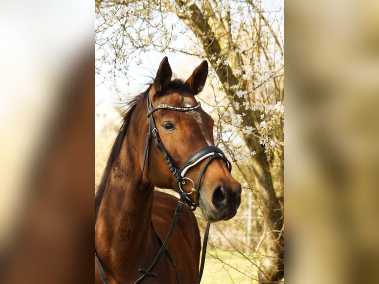 Baden Württemberger Stute 18 Jahre Brauner in Schwetzingen