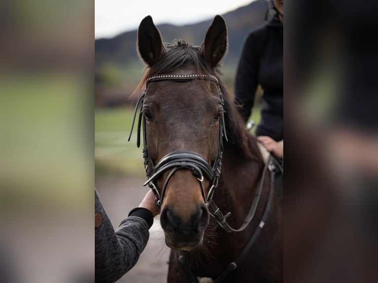 Baden Württemberger Stute 21 Jahre 164 cm Brauner in Blaichach