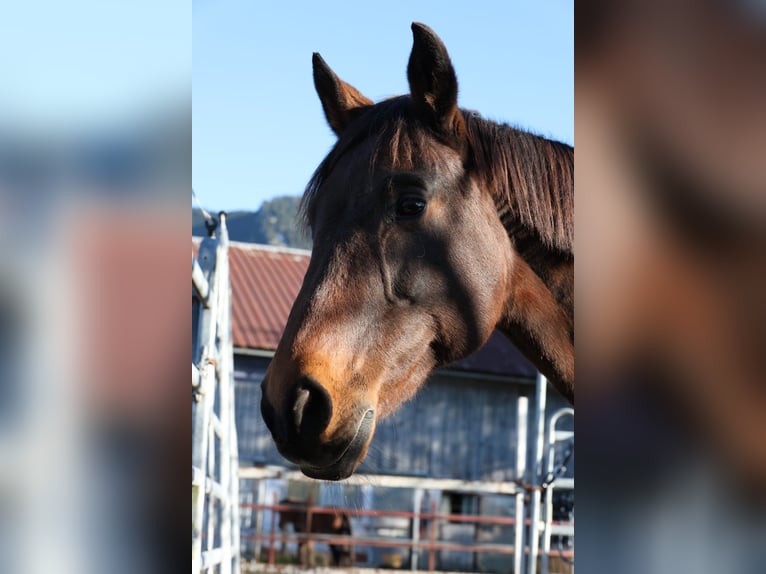 Baden Württemberger Stute 21 Jahre 164 cm Brauner in Blaichach