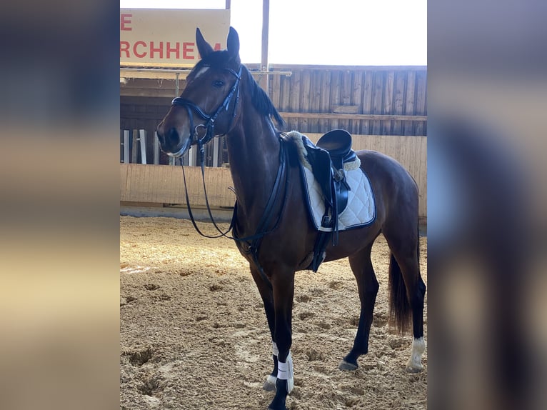 Baden Württemberger Stute 3 Jahre 170 cm Brauner in Kirchheim am Ries