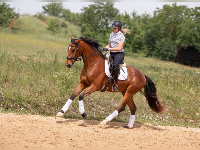 Baden Württemberger Stute 3 Jahre 170 cm Brauner in Kirchheim am Ries