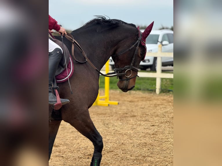 Baden Württemberger Stute 4 Jahre 157 cm Dunkelbrauner in Neuried
