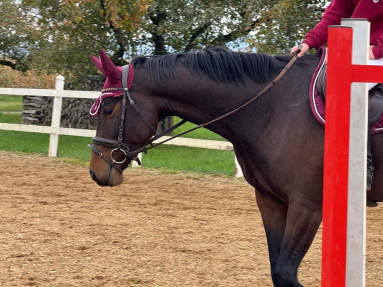 Baden Württemberger Stute 4 Jahre 157 cm Dunkelbrauner in Neuried