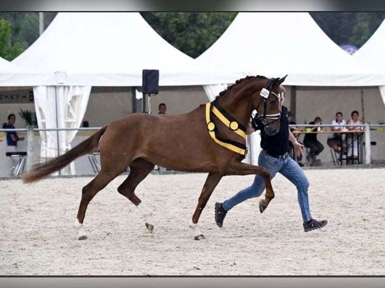 Baden Württemberger Stute 4 Jahre 168 cm Fuchs in Jengen