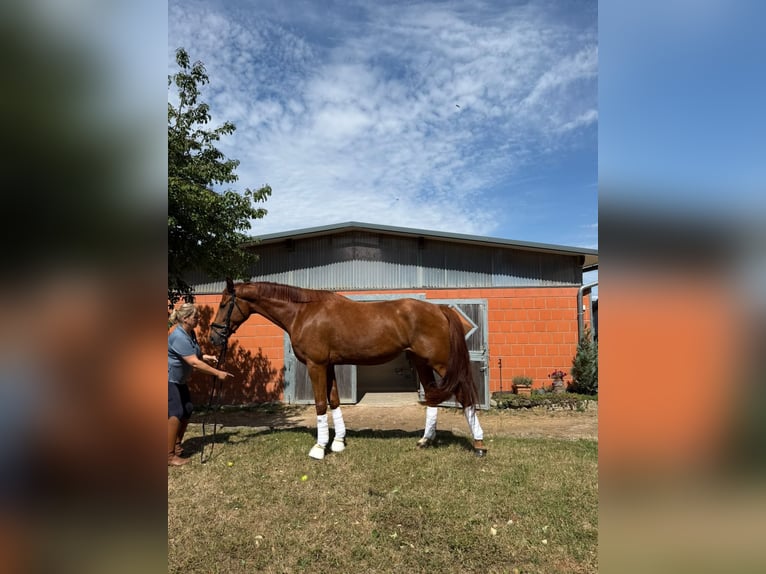 Baden Württemberger Stute 4 Jahre 168 cm Fuchs in Wehr